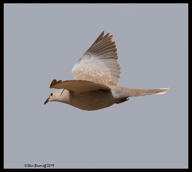 _9SB9311 eurasian collared dove.jpg